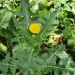 Sonchus arvensisLorea