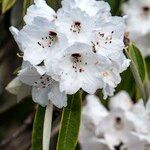 Rhododendron uvariifolium Flor