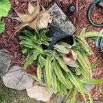 Stapelia grandiflora Leaf