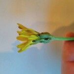 Crepis tectorum Floare