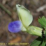 Vicia laeta 花