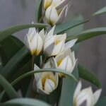 Tulipa orithyioides Flor