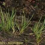 Juncus heterophyllus Hàbitat