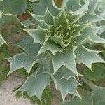 Eryngium maritimumFuelha