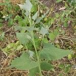 Atriplex sagittata Leaf