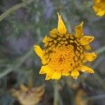 Anthemis tinctoria Flower