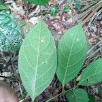 Ocotea amazonicaLeaf