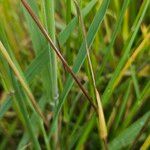 Poa pratensis Rusk
