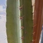 Cereus jamacaru List