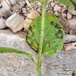 Clinopodium grandiflorum Rinde