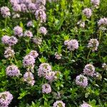 Thymus longicaulis 形態