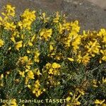 Genista microphylla Habitus