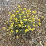 Helichrysum stoechas 整株植物