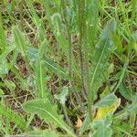 Biscutella laevigata Leaf