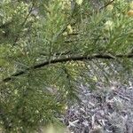 Acacia verticillata Frunză