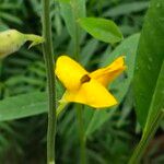 Crotalaria juncea Flor