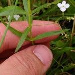 Veronica scutellata 葉