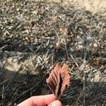 Betula occidentalis Blad