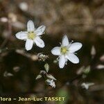 Minuartia setacea Flor