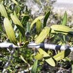 Rhamnus lycioides List