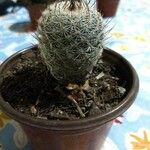 Mammillaria albilanata Ліст