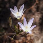 Brodiaea orcuttii Цветок