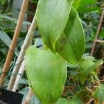 Epidendrum pseudepidendrum Leaf