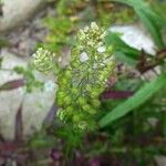 Lepidium campestre Meyve