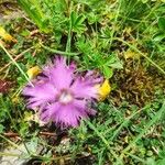 Dianthus hyssopifoliusBloem