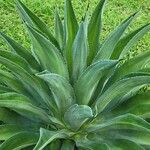 Agave shaferi Blad