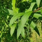 Vernonia noveboracensis Leaf