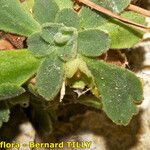 Primula allionii Other