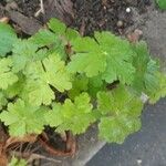 Geranium aculeolatum Leaf