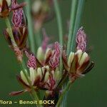 Juncus gerardi Frukt