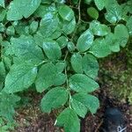 Vaccinium ovalifolium Leaf