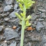 Setaria verticillata Bark