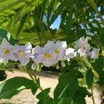 Solanum bonariense Цветок
