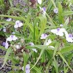 Tradescantia × andersoniana Habitus