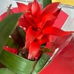 Guzmania spp. പുഷ്പം