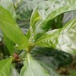 Psychotria viridis List