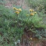 Senecio integerrimus Лист