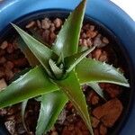 Dyckia brevifolia Лист