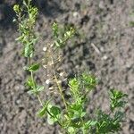 Lepidium perfoliatum Hábito