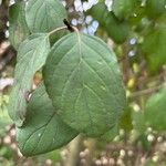 Cornus sanguineaपत्ता