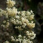 Asparagus umbellatus Other