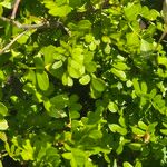 Haplocoelum foliolosum Leaf