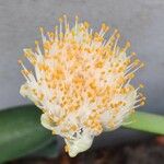 Haemanthus deformis 花