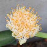 Haemanthus deformis Květ