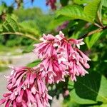 Syringa josikaea Flower