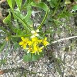 Sisymbrium orientale Blüte